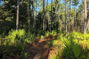 Florida Trail White Springs Tract Trailhead image