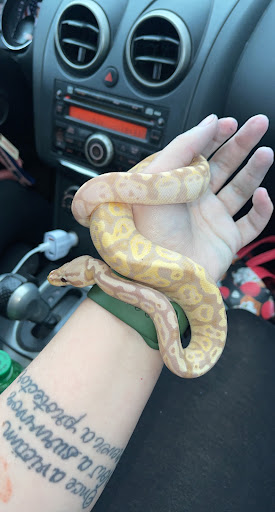 Reptile Store «CV Exotics», reviews and photos, 320 Sandown Rd, East Hampstead, NH 03826, USA