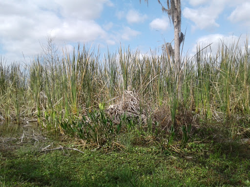 Park «Lake Park», reviews and photos, 17302 N Dale Mabry Hwy, Lutz, FL 33548, USA