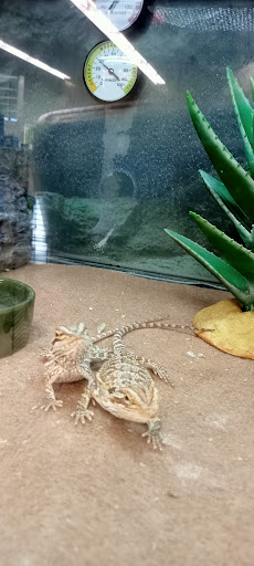 Pet Supply Store «Petco Animal Supplies», reviews and photos, 474 228th Ave NE, Sammamish, WA 98074, USA