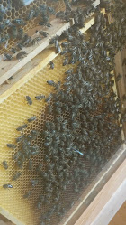 Didaktisches Zentrum Bienen-Werte
