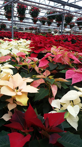 Florist «Parkview Gardens Florist & Greenhouse», reviews and photos, 1925 W Randolph St, St Charles, MO 63301, USA