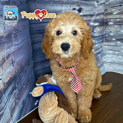 Pet Store «Puppy Love», reviews and photos, 4802 Valley View Blvd NW Uf290, Roanoke, VA 24012, USA