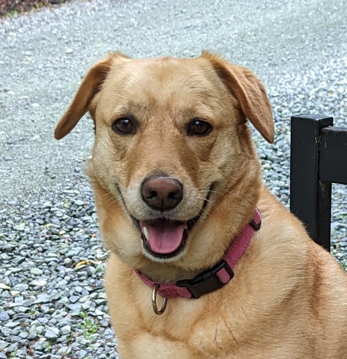 Jordan Lake Animal Hospital veterinary clinic