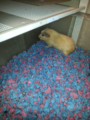 Pet Supply Store «PetSmart», reviews and photos, 261 Spreckels Ave, Manteca, CA 95336, USA