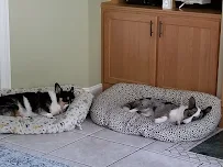 Creole Canine's Pet Sitting and Dog Walking - Car repair in Mandeville, LA, Mandeville - Rated 5.0/5