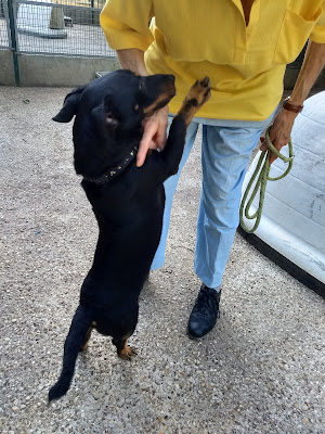 Chenil Intercommunal de Protection Animale du Mantois CIPAM à Buchelay