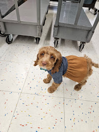 Petco - Photo 5 - Car repair in Reading, PA, Reading