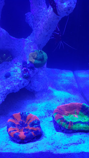 Tropical Fish Store «The Reef Shoppe», reviews and photos, 900 Morris Park Ave, Bronx, NY 10462, USA