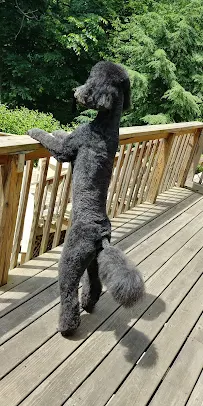 Bonejour Pet Grooming Salon - Car repair in Barrington, IL, Elgin - Rated 4.6/5