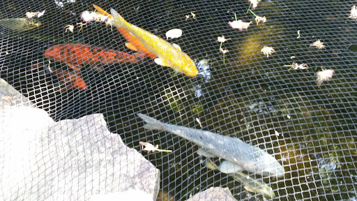 Aquarium «Tennessee Water Gardens», reviews and photos, 6410 Papermill Dr NW, Knoxville, TN 37919, USA