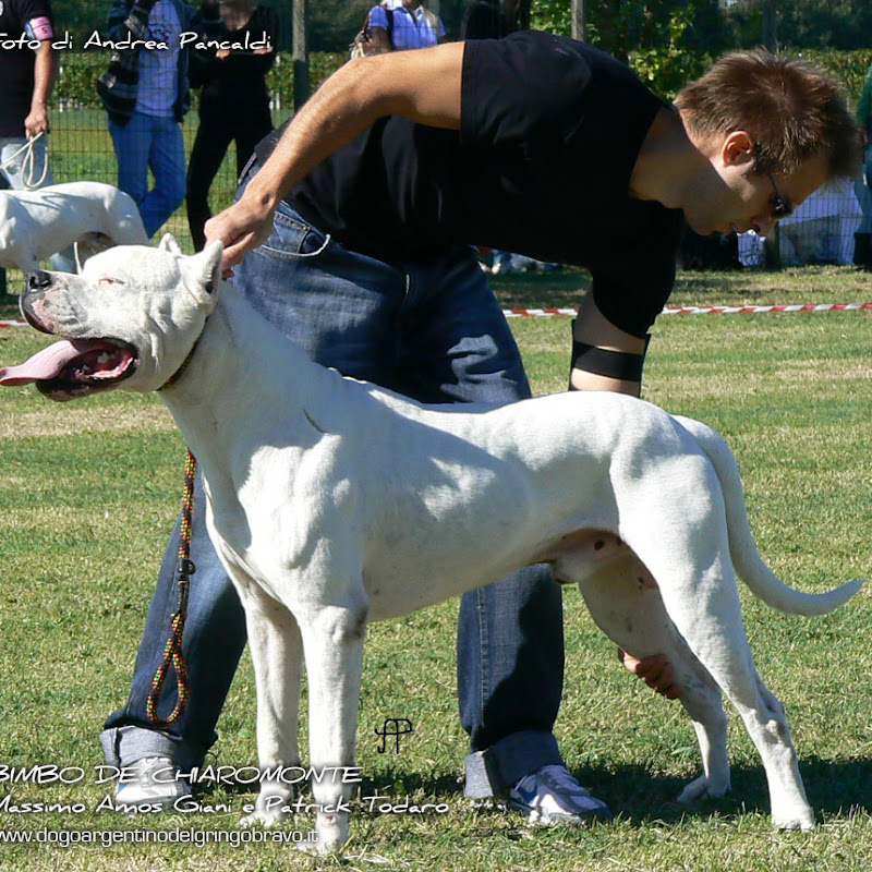 Breeding Dogo Argentino Del Gringo Bravo