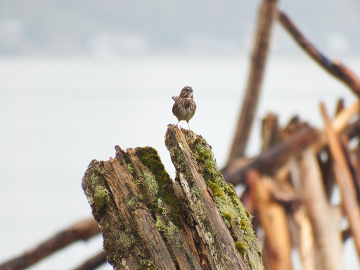 Park «Point Robinson Park», reviews and photos, 3705 SW Point Robinson Rd, Vashon, WA 98070, USA