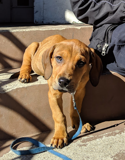 Pet Supply Store «The Fish & Bone, Boston MA», reviews and photos, 217 Newbury St, Boston, MA 02116, USA