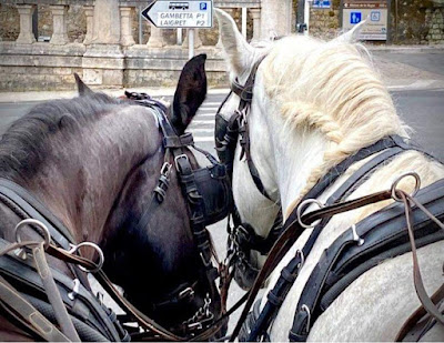Les Attelages du Château • Balade en Calèche à Blois