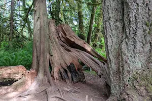 McLane Creek Nature Trail Pond Loop Trailhead image