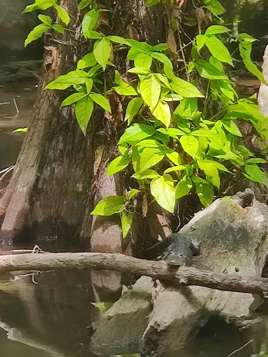 Tourist Attraction «Premier Boat Tours», reviews and photos, 100 Alexander St, Mt Dora, FL 32757, USA