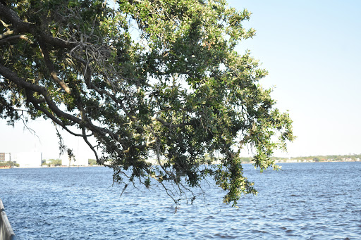 Memorial Park «Memorial Park», reviews and photos, 1620 Riverside Ave, Jacksonville, FL 32204, USA