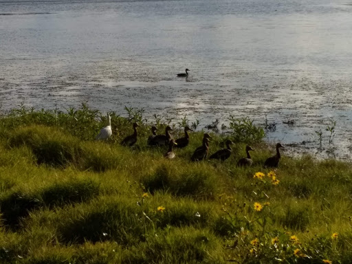 Community Center «Silver Springs Shores Community Center», reviews and photos, 590 Silver Rd, Ocala, FL 34472, USA