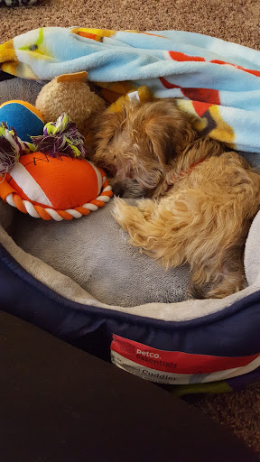 Pet Store «AA Ridgewood Kennels II», reviews and photos, 5401 Lincoln Hwy, Gap, PA 17527, USA