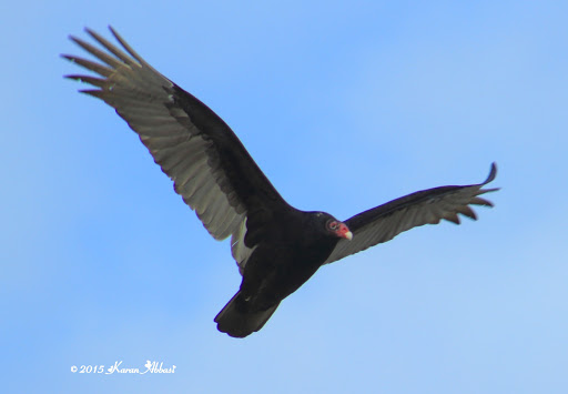 Nature Preserve «Wye Island Natural Resources Management Area», reviews and photos, 632 Wye Island Rd, Queenstown, MD 21658, USA
