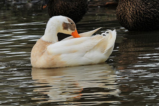 Park «Lagoon Valley Park», reviews and photos, 1 Peña Adobe Rd, Vacaville, CA 95688, USA