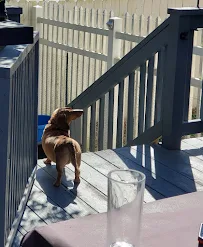 Fur SitTters - Car repair in Mechanicsville, VA, Richmond - Rated 5.0/5