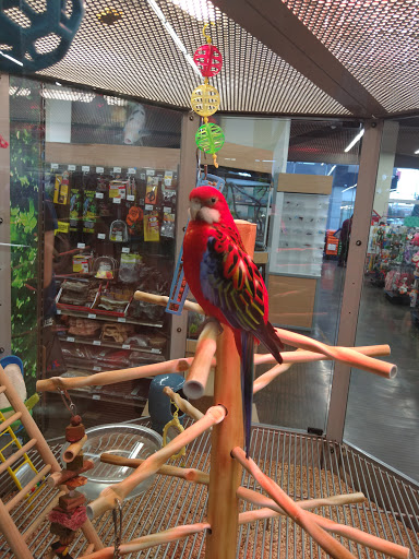 Bird shops Toluca de Lerdo
