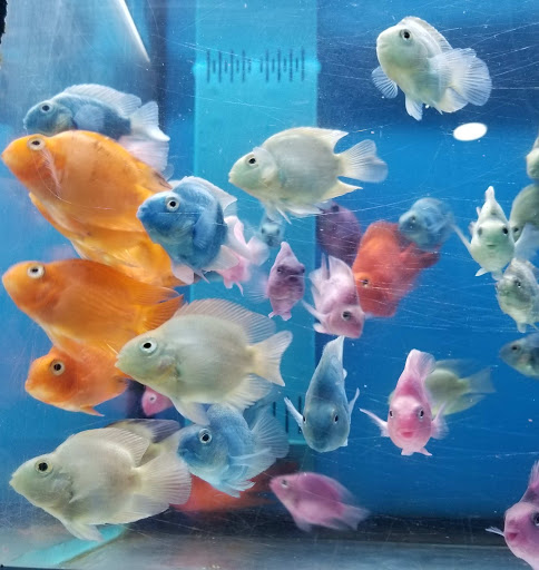 Pet Supply Store «Aquarium & Pets Emporium», reviews and photos, 2457 NW 97th Ave, Doral, FL 33178, USA