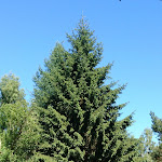 Photo n°7 de l'avis de Gottfried.e fait le 03/07/2018 à 11:31 sur le  Waldcafé & Biergarten Meyers Hausstelle à Rostock