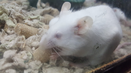 Pet Store «Pet Goods», reviews and photos, 1125 Central Park Ave, Scarsdale, NY 10583, USA