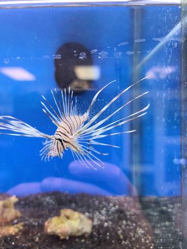 Tropical Fish Store «Oceanside Aquariums», reviews and photos, 2176 N Mt Juliet Rd #105, Mt Juliet, TN 37122, USA