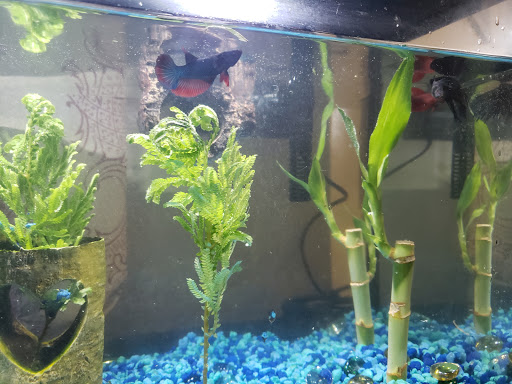 Pet Supply Store «PetSmart», reviews and photos, 830 Pelham Pkwy, Pelham, NY 10803, USA