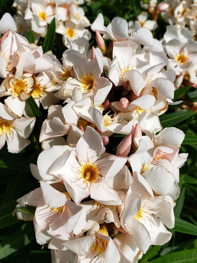 Monument «Selena Memorial Statue», reviews and photos, 600 N Shoreline Blvd, Corpus Christi, TX 78401, USA