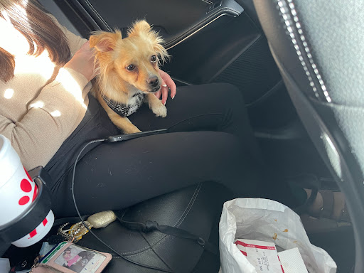 Pet Supply Store «Petco Animal Supplies», reviews and photos, 17132 W Colfax Ave, Golden, CO 80401, USA