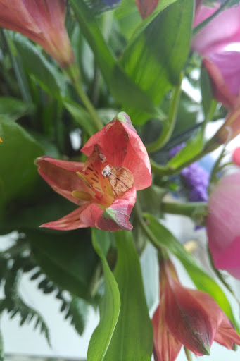 Florist «1-800-Flowers», reviews and photos, 2457 W North Ave, Melrose Park, IL 60160, USA