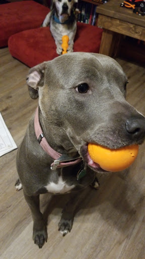 Pet Supply Store «Fetch Pet Supplies & Gifts», reviews and photos, 1332 E Republic Rd, Springfield, MO 65804, USA