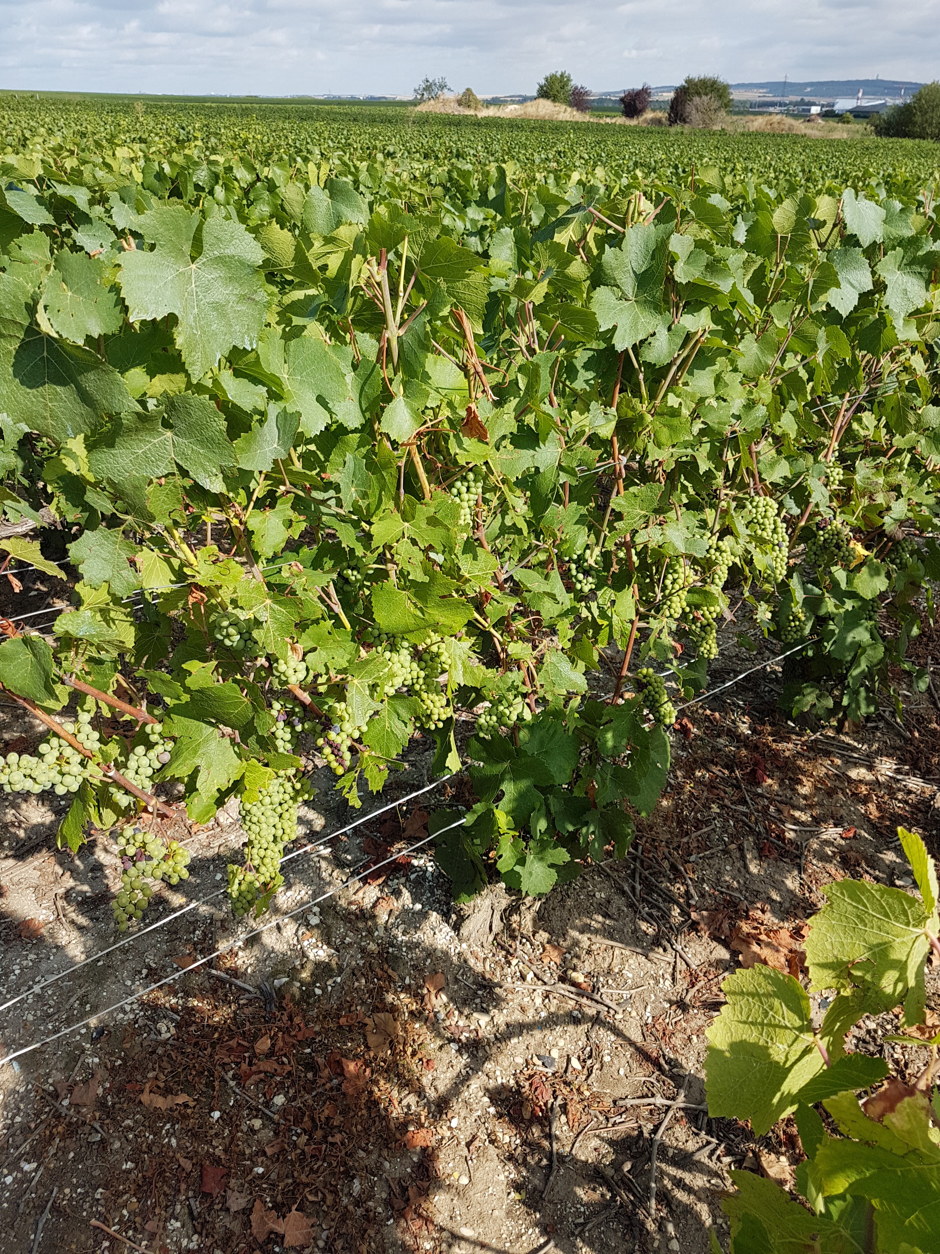 Photo n° 7 de l'avis de TWIN.A fait le 04/10/2019 à 14:05