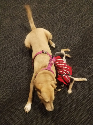 Tobacco Shop «Tobacco Joes», reviews and photos, 472 12th St, Ogden, UT 84404, USA