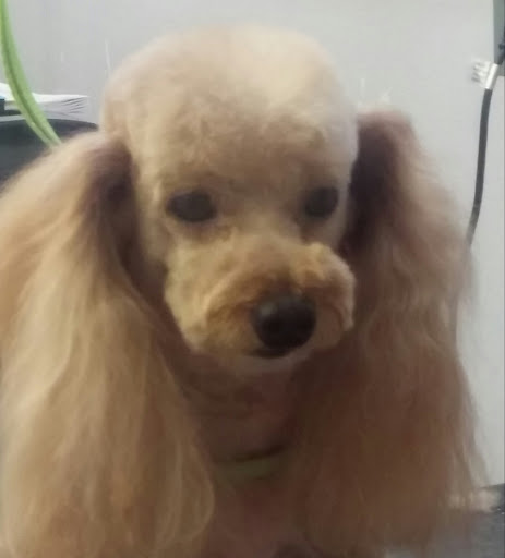 Pet Supply Store «Ma & Paws Pet Supplies», reviews and photos, 206 Anderson Ln N #200, Hendersonville, TN 37075, USA