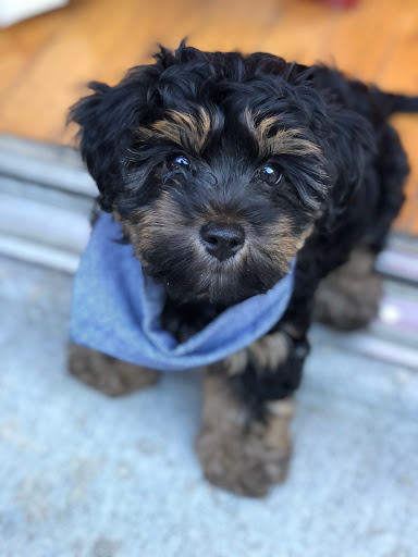 Pet Store «Pet Valu», reviews and photos, 2290 Central Park Ave, Yonkers, NY 10701, USA