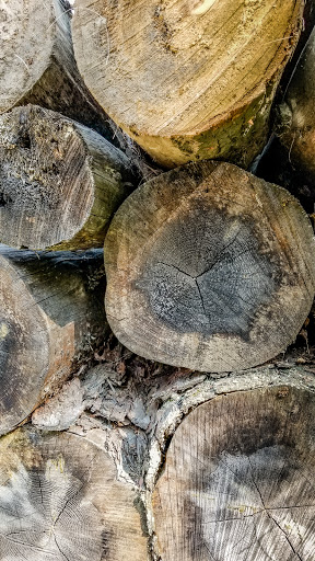 History Museum «Forest History Center», reviews and photos, 2609 Co Rd 76, Grand Rapids, MN 55744, USA