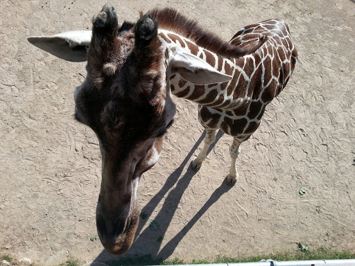 Zoo «NEW Zoo & Adventure Park», reviews and photos, 4378 Reforestation Rd, Green Bay, WI 54313, USA