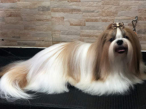 Logo da empresa - Toca dos Pets
