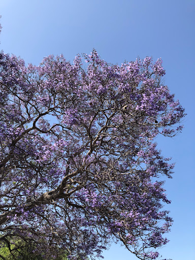 Public Golf Course «Chester Washington Golf Course», reviews and photos, 1818 Charlie Sifford Dr, Los Angeles, CA 90047, USA