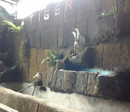 Tiger Gym & Fitnes photo