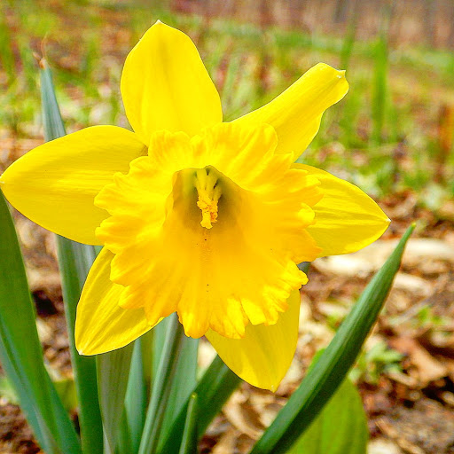 Nature Preserve «Lincoln Marsh», reviews and photos, Harrison Ave & Pierce Ave, Wheaton, IL 60187, USA