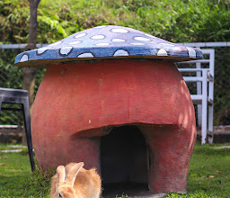 Petik Strawberry Padusan, Pacet photo
