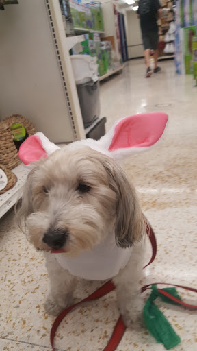 Pet Supply Store «Petco Animal Supplies», reviews and photos, 24332 Rockfield Blvd, Lake Forest, CA 92630, USA