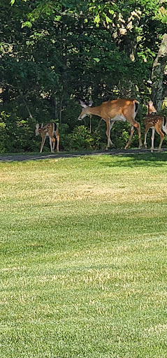 Golf Shop «Eagle Rock Golf Clubhouse & Pro Shop», reviews and photos, 191 Turnberry Ln, Hazle Township, PA 18202, USA